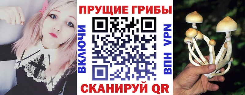 Псилоцибиновые грибы Psilocybe  Абдулино 